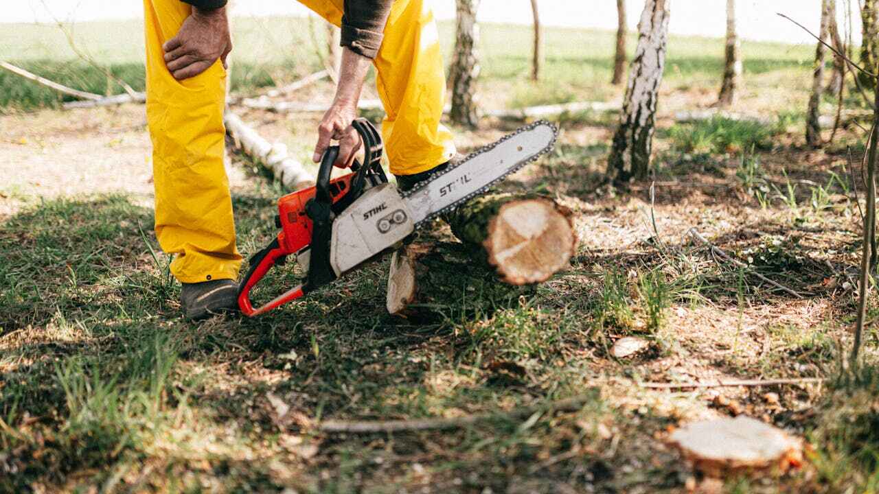 The Steps Involved in Our Tree Care Process in Anoka, MN